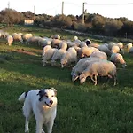 Feriehus Su Saucu *
