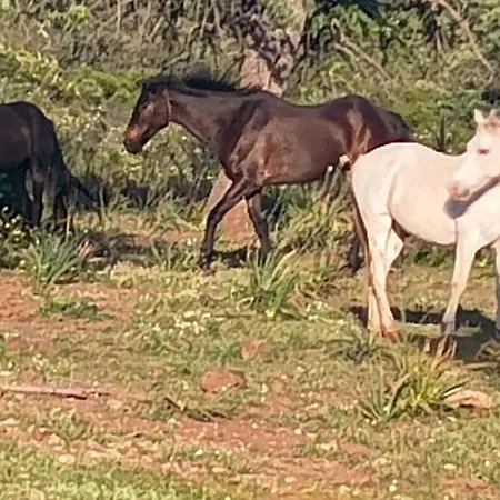 Su Saucu Dom wakacyjny *