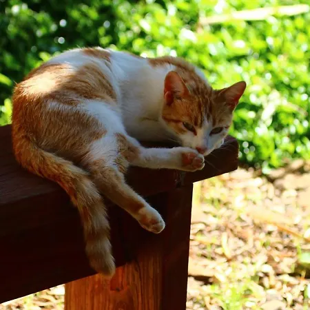 Su Saucu Dom wakacyjny *